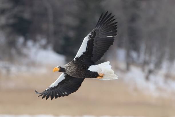 istock Steller’s sea eagle 1989934924