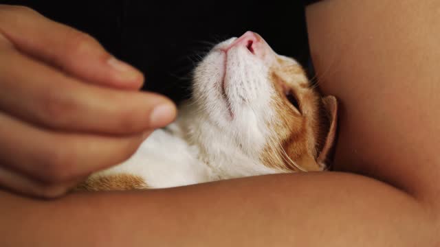 Close-up of a young woman's hand caressing her cat.4k video
