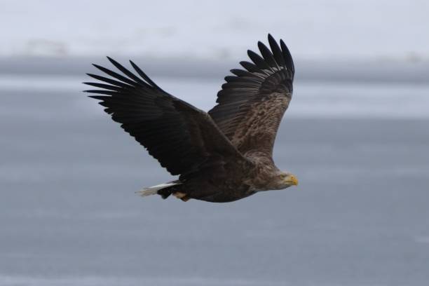 White tailed eagle stock photo