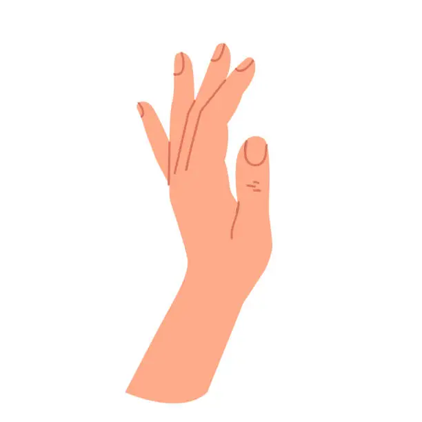 Vector illustration of A hand gesture. The human hand is in a relaxed state. The open palm of a woman