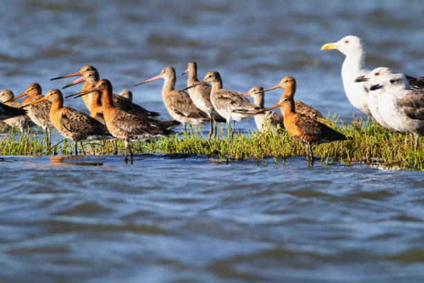 Photo of godwits at the Sado River in the Setúbal district, South of Portugal.