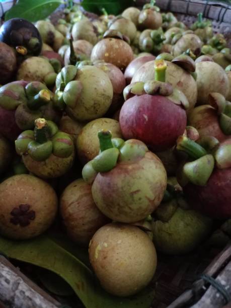 istock Mangosteen, a sweet, purple fruit from a Thai garden. 1989943285