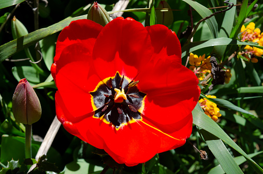 flowered red poppy in close-up and close-up