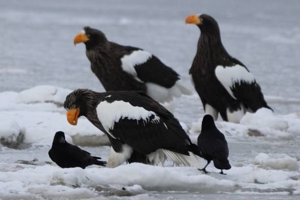 Steller’s sea eagle stock photo
