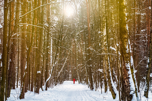 A well-trodden road in a winter forest. A park with a walking path covered in snow.