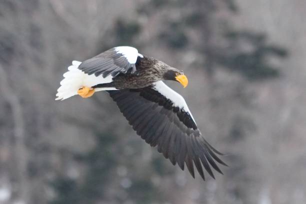 Steller’s sea eagle stock photo
