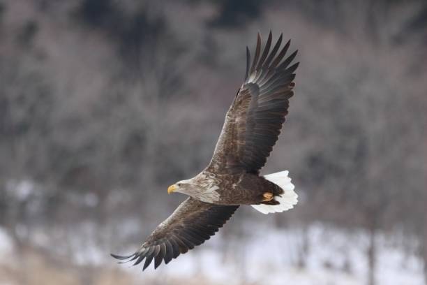 White tailed eagle stock photo