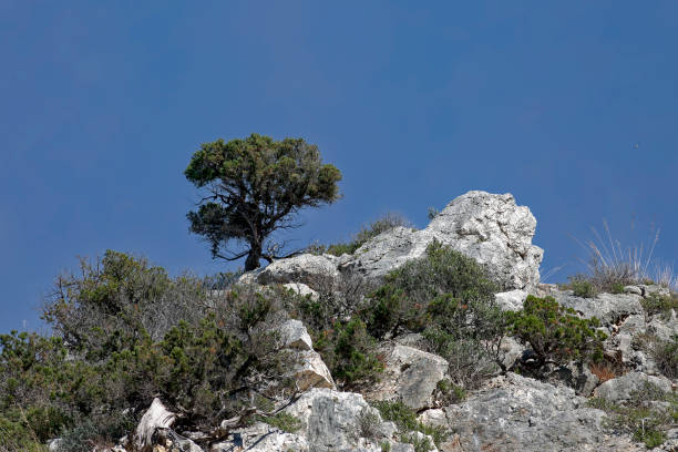 A pine tree at the national park of Alberese, Maremma, Italy, in a sunny day with a blue sky.