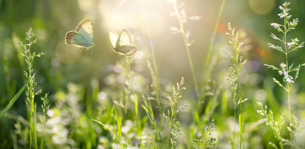 istock spring forest glade with flowering grass and butterflies on a sunny day; back lighting, high key; banner copy space 1989963171