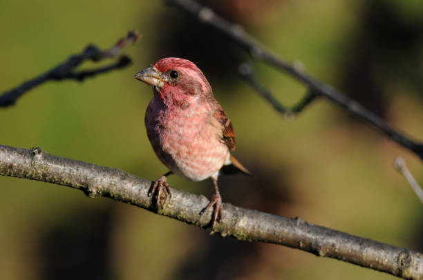 Purple Finch male perched in the sunlight during fall in New york