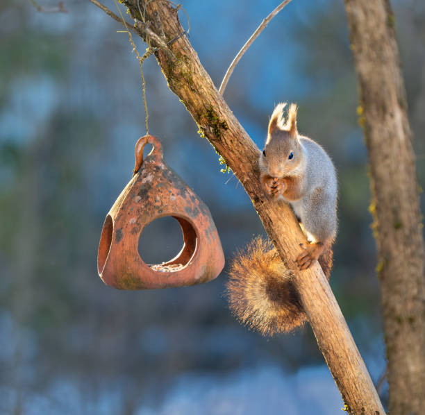 istock Squirrel on a bird feeder, Oslo Norway 1989997134