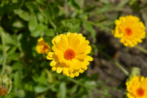 Garden marigold flower - Latin name - Calendula officinalis Princess mix
