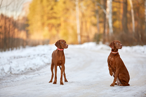 Two brown Hungarian Vizsla dogs dog plays in the snow in winter outside in the forest. Walk together with the owner. Content of pet products, website, articles. Lifestyle photography.