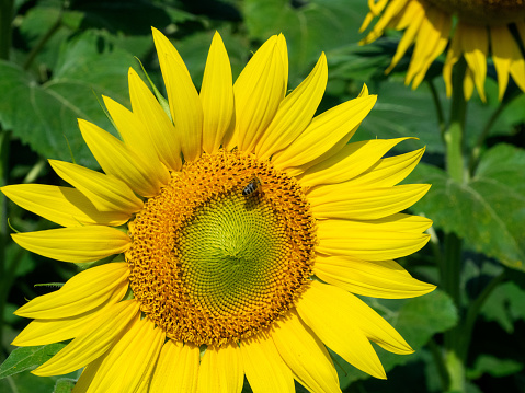 Sunflower and a honey bee close-up