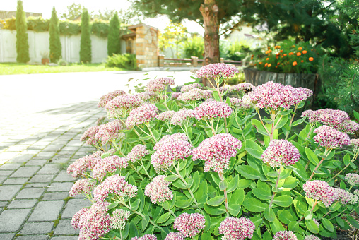 Sedum flowers blooming in sunny summer ornamental garden. Hylotelephium spectabile bright plants growing near paved footpath in sunlight park. Rural landscape with paving stone road, selective focus
