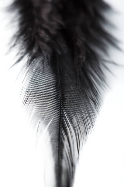 istock black feather on white background. feathers, chicken feathers background texture. Abstract background. 1990010269