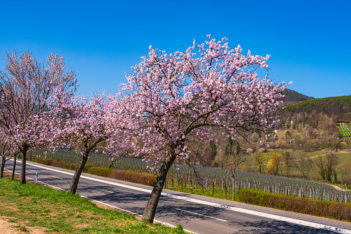 Blooming almond trees in the Palatinate near Edenkoben/Germany