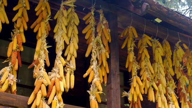 dried corn in the barn. Selective focus. food.