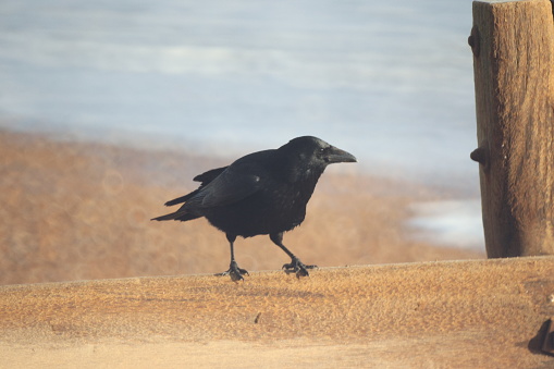 Crow on wood groyne by the sea - South East Coast, UK