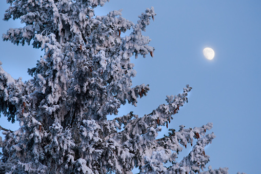 Evening twilight. Fir tree covered with frost, the moon in the background.