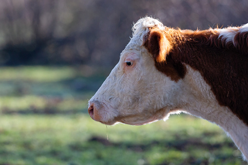 Daytime back lit side-view close-up of a single brown/white Hereford cow grazing on a sunny springtime morning with shallow DOF