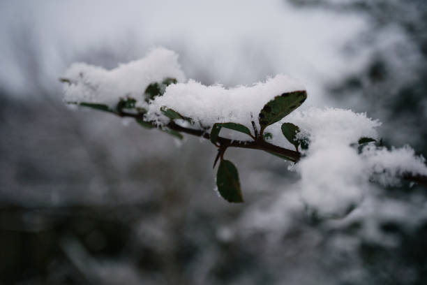 Macro close-up of a thorny branch covered in freezing frost, showing the texture and detail of winter nature and cold weather