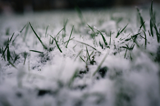 Garden lawn covered in a light fresh covering of snow with grass poking through.