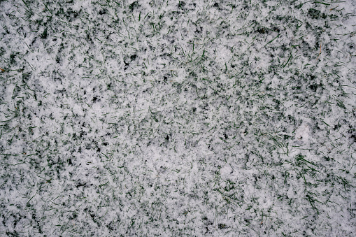 Garden lawn covered in a light fresh covering of snow with grass poking through.