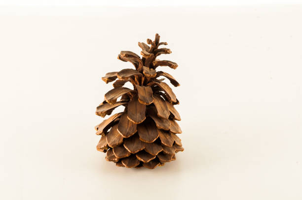 istock Close-up of a pine cone 1990026009