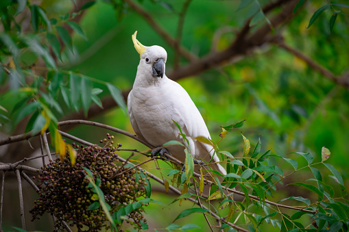 Sulphur crested cockatoo in a tree.