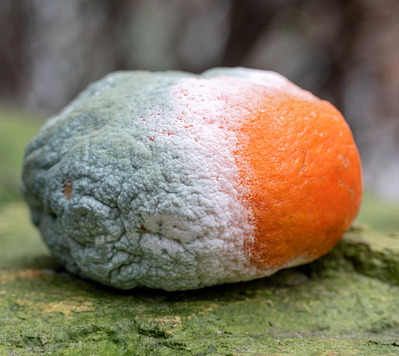 Unhealthy green mold on tangerine