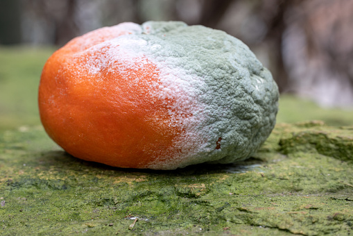Unhealthy green mold on tangerine