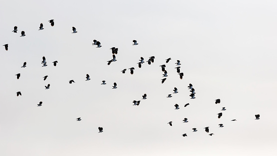 Autumn morning side view close-up of a flock of Northern Lapwings (Vanellus vanellus) flying over a lake against a clear sky