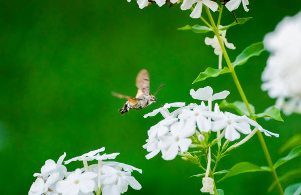 Flying insect collects nectar on a white flower. Skipper butterfly.