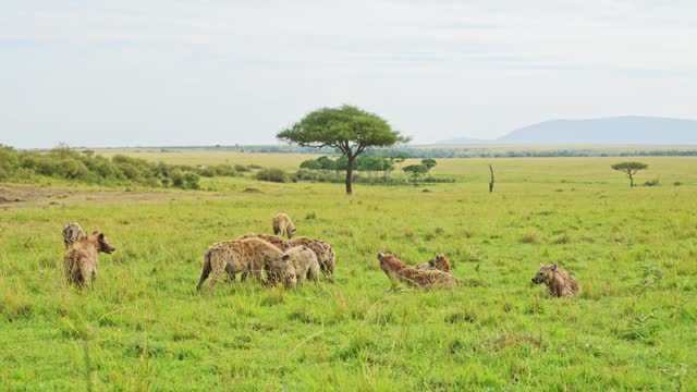 Slow Motion Shot of Pack of Hyenas spread out over a kill on lush grassland, African Wildlife feeding in the Maasai Mara, Kenya, Africa Safari Animals scavenging for food in Masai Mara