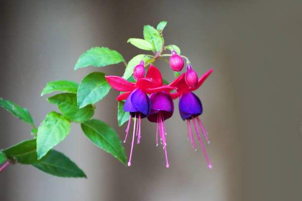 The complex but beautiful red and purple fuchsia flowers in a Cape Cod garden.
