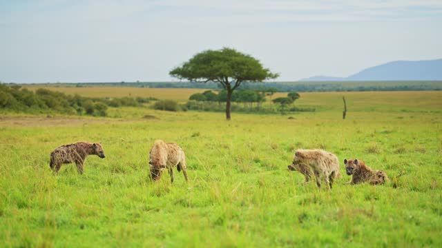 Pack of Hyenas spread out over a kill on lush grassland, African Wildlife feeding in the Maasai Mara National Reserve, Kenya, Africa Safari Animals scavenging for food in Masai Mara