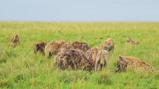 Cackle of Hyenas feeding on a scavenged kill, eating remains of animal in the Maasai Mara National Reserve, Kenya, Africa Safari Masai Mara North Conservancy