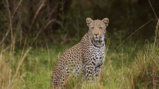 Powerful leopard with beautiful markings and spots sitting peacefully in tall grass wilderness watching over grasslands, African Wildlife in Maasai Mara National Reserve, Kenya, Africa Safari Animals