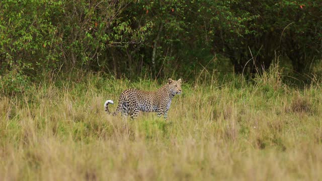 African Wildlife leopard prowling and walking in Maasai Mara National Reserve grasslands camouflaging camouflage, Kenya, Africa Safari Animals in Masai Mara North Conservancy