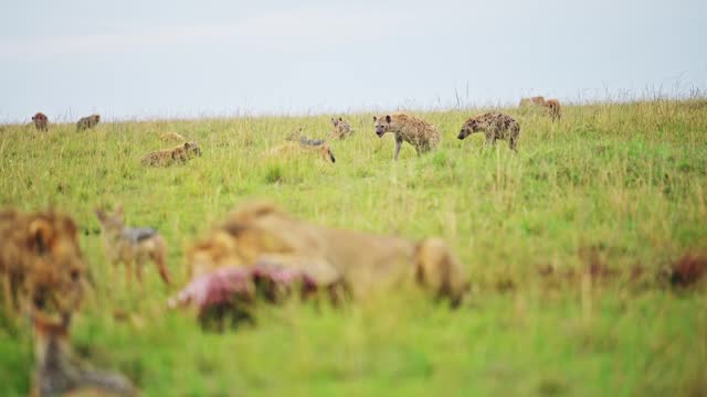 Slow Motion Shot of Patient Hyena watches from a distance as male lion eats their prey in the lush landscape of the Maasai Mara National Reserve, Kenya, Africa Safari Animals in Masai Mara
