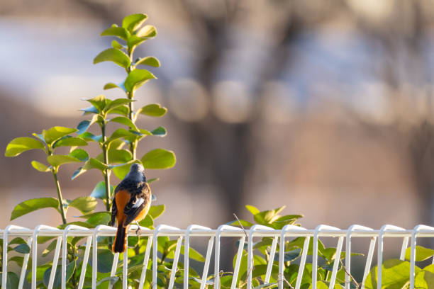 Black Redstart (Phoenicurus ochruros) (Female)