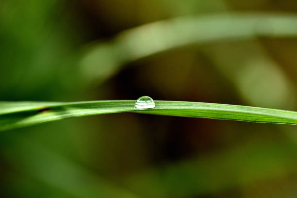 raindrops on fresh green leaves on a black background. Macro shot of water droplets on leaves.