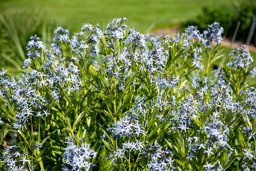 Amsonia illustris, Röhrenstern, Blausternbusch oder glänzender Blaustern