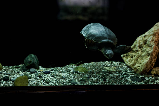 Turtles in the pond in Klaros Ancient City (Klaros Sanctuary)