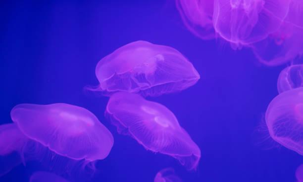 istock Many Jellyfish in large aquarium. 1990093790