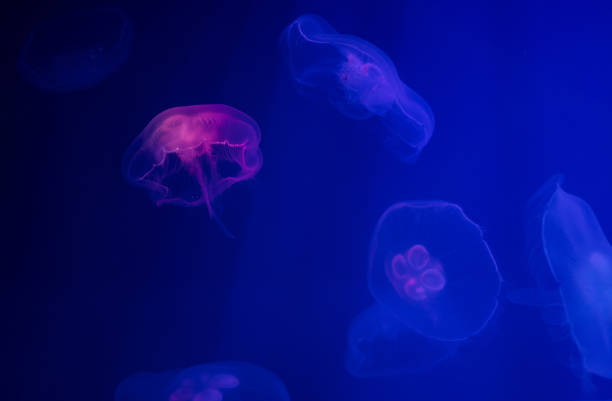 istock Many jellyfishes illuminated with blue light 1990093793