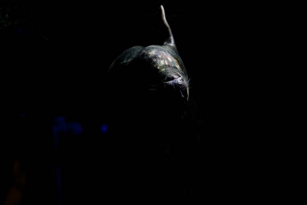 seal swims in dark water. The underwater sea world, deepsea animals