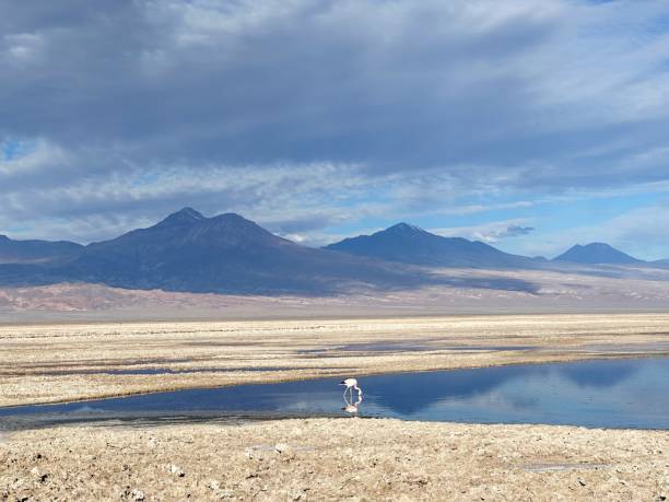 istock Chilean Flamingo (Phoenicopterus chilensis) Atacama Desert, Chile 1990094377