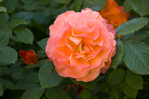 One orange rose close-up. A rose on a bush in the garden